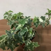 常春藤 3吋盆 特價60元