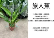 心栽花坊-旅人蕉/8吋盆/觀葉植物/室內植物/售價700特價600