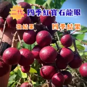 【二代四季龍寶石龍眼】已會結果 紅皮龍眼 紅龍眼 龍眼 龍眼苗 龍眼樹 水果苗 果樹苗 水果盆栽 果樹盆栽