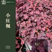 【青嶼】小紅楓｜紅葉酢漿草｜火焰酢漿草｜紫紅葉植物｜彩葉地被｜觀葉盆栽｜四季觀賞