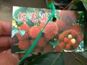 花花世界-水果苗**紅毛丹(實生苗) ** 4吋盆/高30cm/營養成分能滋養身/MA