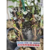 一禪種苗園-矮種的樹葡萄〈四季紅妃樹葡萄〉水果苗- 4.5吋盆/口感清甜