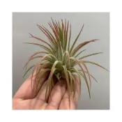 (店+)空氣鳳梨 全紅小精靈（大）