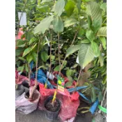 紅心芭樂嫁接苗 高約7-80cm