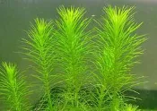 (缺貨中)《水草的家》火花百葉 (水中葉)