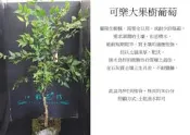 心栽花坊-可樂樹葡萄/嘉寶果/5吋盆/嫁接苗/水果苗/售價700特價650
