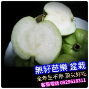 無籽芭樂苗✅嫁接矮化盆栽✅可盆栽陽台  芭樂樹苗 芭樂苗 紅心芭樂苗 果苗 樹苗 矮化果樹 矮生盆栽 矮化盆栽 水果盆栽