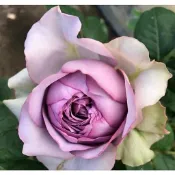 ★花點時間★玫瑰花苗(月季)珠寶盒4吋盆
