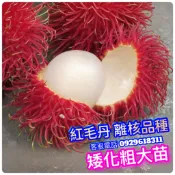 紅毛丹✅R191嫁接.靠接.粗大苗✅盆栽✅頂尖離核品種  紅毛丹 黃毛丹苗 紅毛丹苗 樹苗 果苗 矮化果樹 水果苗 果樹