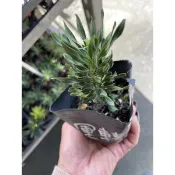 方方園藝運轉羅漢松3吋特價一棵120元