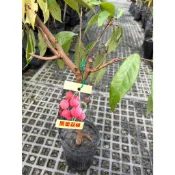 植系青屬-黑葉荔枝苗/超取會砍頭/荔枝苗/水果苗/高壓苗/四吋盆