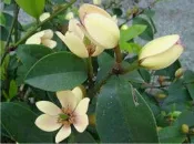 含笑花6吋高30-45公分可超商2盆花朵香甜入門8吋高50-60公分限郵寄 (實物拍攝)