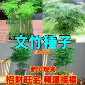 文竹種子 雲片竹籽 新娘草種子 觀葉植物 室內盆栽 盆景材料 淨化空氣 辦公室植物 耐陰植物 蕨類植物 綠化造景園藝栽培