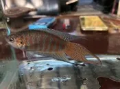 台灣原生蓋斑鬥魚成魚 7CM以上 可繁殖 幼魚 飼料 餌料
