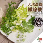 (店+)日本 大地農園 永生鐵線蕨 鐵線藤 極度花燥 花材 葉材 永生花 乾燥花 不凋花 卷絲草 金絲草 畢業季 畢業 七夕