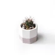 莫蘭迪粉系列 | 千波萬波 小八角形雙色水泥仙人掌植栽