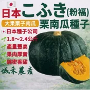 城禾農產🍃 日本粉福栗子南瓜種子 12粒 粉福栗子南瓜種子 日本粉福南瓜種子 日本栗子南瓜種子 栗子南瓜種子 栗南瓜種子