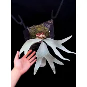 白色戀人鹿角蕨（Platycerium 'OMO'）白熊 觀賞 園藝 綠植 蕨
