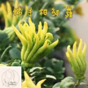 艾莉森 嚴選 佛手柑 純露 擁有柑橘 與 檸檬 果香細緻且含蓄 香氣按圖索驥 幽微的花香就像迴轉 令人難以忘懷