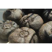 【有好食茶】陳年老酸柑茶磚 存放25年