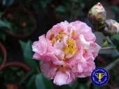 ╭ ＊田尾玫瑰園＊╯茶花-(黑貓)