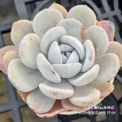 💐寶Bao多肉花園 “拉威雪蓮” 2吋盆 不挑 09/07更新