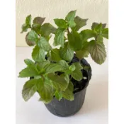 巧克力薄荷 3寸盆 香草 植物🌿🌿，巧克力薄荷 3寸紅盆