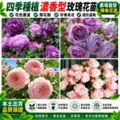 隔日達🌹玫瑰花苗🌹現貨 3寸盆花苗 基地直發 稀有玫瑰 帶葉出貨 陽台庭院花卉盆栽薔薇大花月季濃香耐寒室外植物四季開