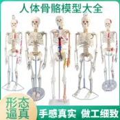 MD-B2061 85cm人體骨骼模型170cm全身成人骨架人體模型小(有發票)