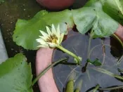 ╭＊田尾玫瑰園＊╯水生植物-(黃九品蓮)250元/盆