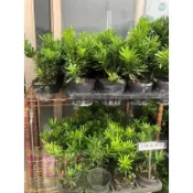 花花世界-常綠喬木**晶鑽羅漢松**金鑽羅漢松3.5吋盆/高10-15cm/亮眼新品種/MA