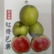 紅寶石芭樂苗 紅鑽芭樂水蜜少籽芭樂香水芭樂帝王世紀芭樂珍珠芭樂珍珠拔嫁接苗2棵出貨