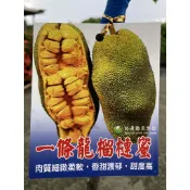 一條龍榴槤蜜 勿直接下標 榴槤蜜 嫁接苗 黃肉榴槤蜜 黃妃榴槤蜜 另有 紅肉榴槤蜜 白玉 紅喜 非 波羅蜜 路邊攤俱樂部