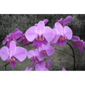 `M115’Phal. schilleriana 原生種西蕾麗蝴蝶蘭 紅唇新個體1.7吋分生苗