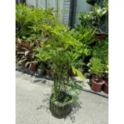 田尾玫瑰園 l 南天竹一尺盆 【植株高約70公分】 觀葉植物