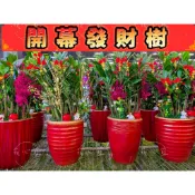 【花心籃】開幕盆栽 開店 代客送花 🌟 開運竹 萬年青 發財樹 金錢樹 盆栽 祝賀 升遷 開店 花籃