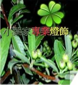 {小葉家}種子紅了 2018狀元紅新鮮種子 15顆15元