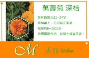 《Meilleur》大包裝萬壽菊(金峰)深桔 種子25g