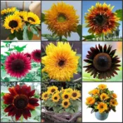 🌻【20款 向日葵種子組合】可觀賞/可食用向日葵種子/高發芽率向日葵種子/不挑土壤生長快/撒種即活見效快