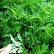 森禾|🌿（艾草種子）中草藥種子 香艾益母草 艾蒿種子籽 四季可種植  耐寒 可食用可驅蚊 藥用艾葉種子 田園庭院盆栽種