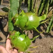 青禾園藝（青皮火龍果種子）HLG11 紅龍果種子 青皮白肉~生產期短~盆栽四季播種高產耐熱水果種子#台灣自留種