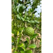 小農栽種馬蜂橙！友善栽種，無農藥🙂