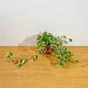 苔球植物 常春藤苔球 苔玉 禮物 送禮 桌上盆栽