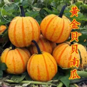 🔥【日本貝貝南瓜種子】迷你南瓜 栗子南瓜 貝貝南瓜 一口南瓜 家庭菜園 陽台盆栽 瓜果種子 爬藤植物 庭院栽種 自種蔬菜