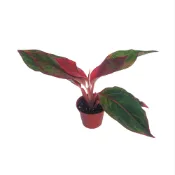 (店+)【Gardeners】極光粗肋草 3吋盆 -1入室內植物/綠化植物/觀葉植物