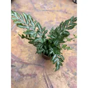 銀脈鳯尾蕨/ 3吋～空氣淨化蕨類植物⋯