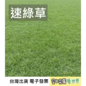 【草皮種子】速綠草 種子 快速建立草皮 菜籽 草皮 露營區 綠地 蘇卡達 陸龜 寵物食物 牧草 空中花園藝世界