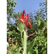 紅色~蓮蕉花(蓮嬌花)種子 盆栽