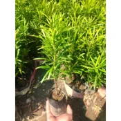 嘉興園藝 / 羅漢松(苗)~觀葉植物 圍籬 /3吋高約15-25cm 超取上限十顆/ 宅配上限40顆