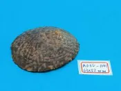 superlin30 a035-0101 龜甲笠螺 (63*52 mm)